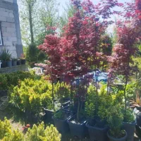 فروش عمده گل و گیاهان فضای سبز