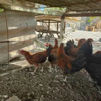 مرغ و خروس