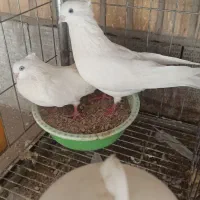 دوجفت اراکی زیبا وکلکسیونی