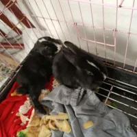 خرگوش های بامزه، قشنگ و خانگی