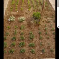 خدمات باغبانی