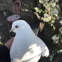 یک عددکبوتر