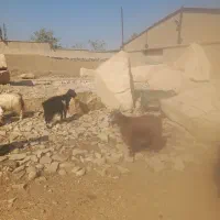 ۲۰ راس بز چاق|حیوانات مزرعه|خرمآباد, |دیوار