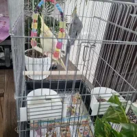 عروس هلندی جفت