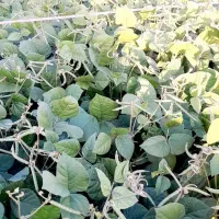 کاه ماش