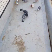 11تا|پرنده|میبد, |دیوار