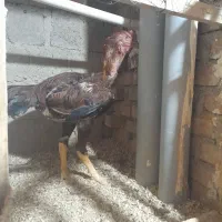 خروس لاری|حیوانات مزرعه|بوکان, |دیوار