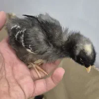 جوجه آمروک