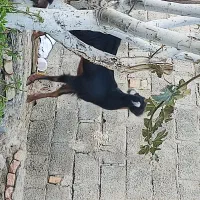 بز فروشی|حیوانات مزرعه|سراوان, |دیوار