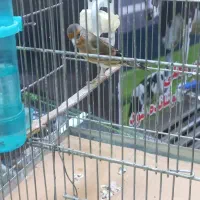 سهره قناری  نر بخون