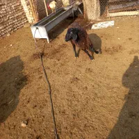 2راس بره نره|حیوانات مزرعه|جوادآباد, |دیوار