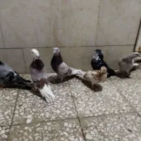 ۶کفترگرفتنی|پرنده|قم, نوبهار|دیوار