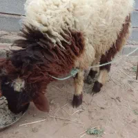 بره نرسالم بزرگ|حیوانات مزرعه|کرخه, |دیوار