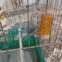 عروس هلندی|پرنده|قصرشیرین, |دیوار