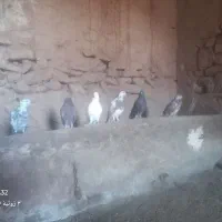 کبوتر پرشی ساعت بالا