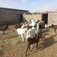 با سلام وقت بخیر گوسفند فروشی