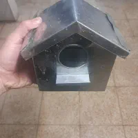 لانه لونه  طوطی عروس فنچ مرغ عشق