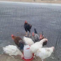 مرغ تخمگذار سفید