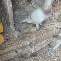 کفتر مسافتی کفتر آلمانی کفتر اوقون کفتر پرشی