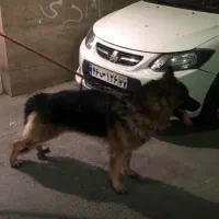 سگ ژرمن کینگ سایز|سگ|فردیس, منظریه|دیوار