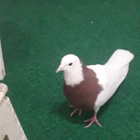 کبوترگم شده