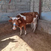 گاو ابستن|حیوانات مزرعه|گنبد کاووس, |دیوار