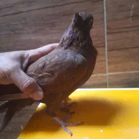 کبوتر سرخ|پرنده|شیراز, شهرک پرواز|دیوار