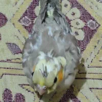 عروس هلندی سرلاکی|پرنده|سیرجان, |دیوار