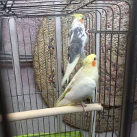 عروس هلندی|پرنده|تهران, صادقیه|دیوار