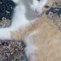 واگذاری گربه dsh|گربه|پردیس, فاز ۱۱|دیوار