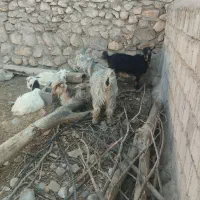 ۵راس بیگ ب فروش میرسد