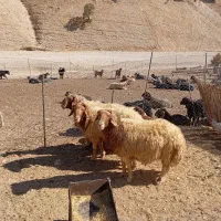 فروش ۳عدد ورن