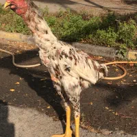 مرغ و خروس لاری