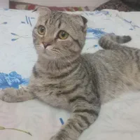 گربه اسکاتیش باوسایل هاش