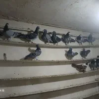 دوبر گیلانده|پرنده|اردبیل, |دیوار