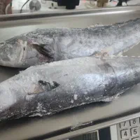 ماهی شیر جنوب تازه صید روز|خوردنی و آشامیدنی|تهران, حشمتیه|دیوار