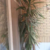 گل تزئینی باارتفاع ۲/۸۰از زمین داخل گلدان