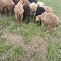 ۱۸ بره نر|حیوانات مزرعه|اصلاندوز, |دیوار