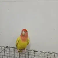 طوطی برزیلی