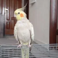 طوطی‌‌عروس‌هلندی|پرنده|شهریار, شهرک وائین|دیوار