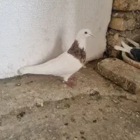 طوقی زرد خال سیاه