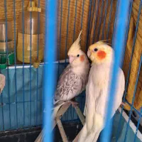 پرنده