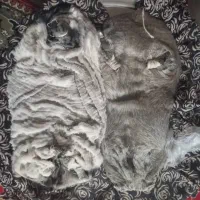 خیگ چهار انگله