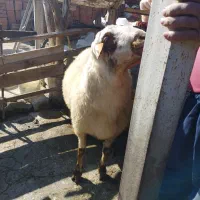 گوسفند تخمی|حیوانات مزرعه|سورک, |دیوار