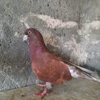 کبوتر پرشی|حراج|بندرعباس, |دیوار