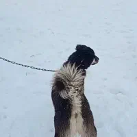 سگ نگهبان|سگ|تکاب, |دیوار