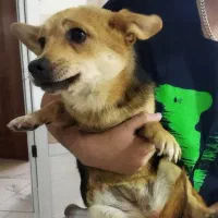 سگ نژاد دار پا کوتاه هیلر|سگ|باسمنج, |دیوار