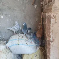 کبوتر|پرنده|نیشابور, دهنو|دیوار