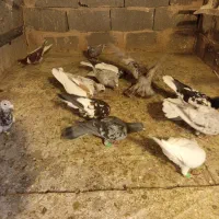 کفتر آلمانی