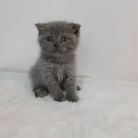 گربه نژاد اسکاتیش ماده ۳ ماهه